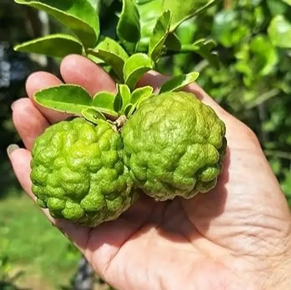 Kaffir_Lemon_Grafted_Hybrid_Fruit_Plant