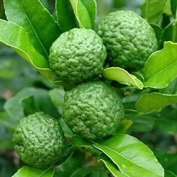 Kaffir_Lemon_Grafted_Hybrid_Fruit_Plant