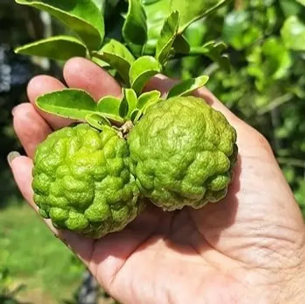Kaffir_Lemon_Grafted_Hybrid_Fruit_Plant