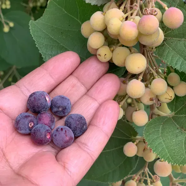 Hybrid_Phalsa_Fruits_Plant_For_Home_Garden