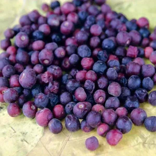 Hybrid_Phalsa_Fruits_Plant_For_Home_Garden