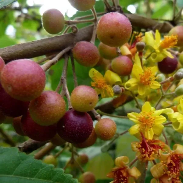Hybrid_Phalsa_Fruits_Plant_For_Home_Garden