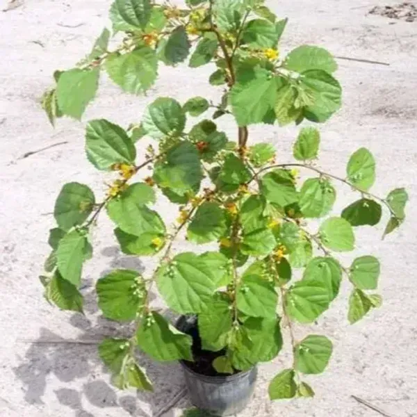 Hybrid_Phalsa_Fruits_Plant_For_Home_Garden