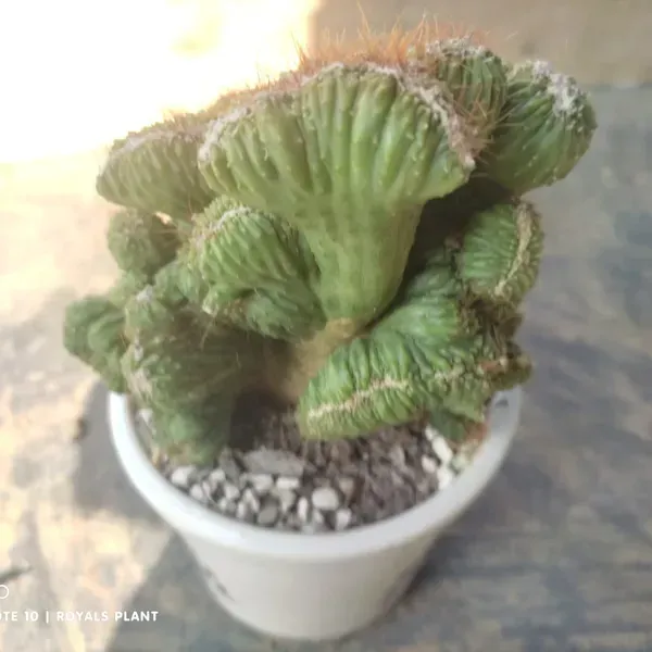 Cacti_Cereus_Repandus_Petra_Cactus_Small_Size