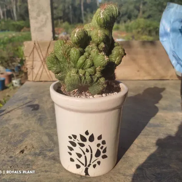 Cacti_Cereus_Repandus_Petra_Cactus_Small_Size
