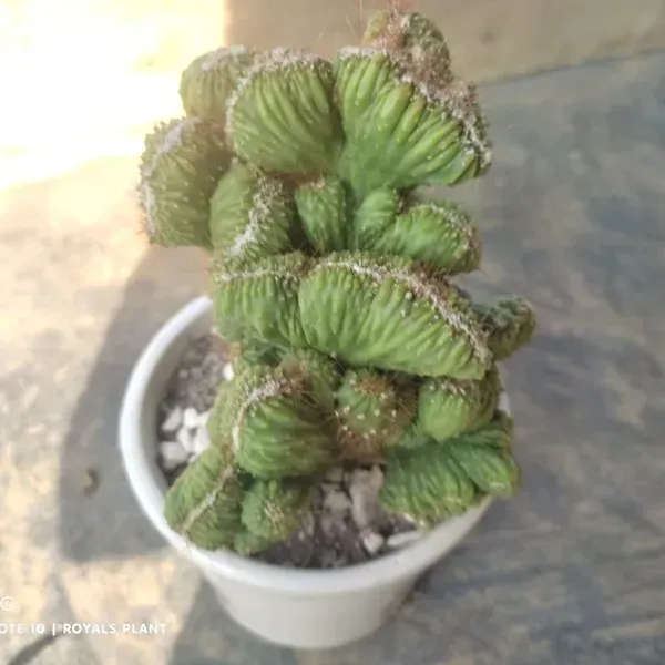 Cacti_Cereus_Repandus_Petra_Cactus_Small_Size