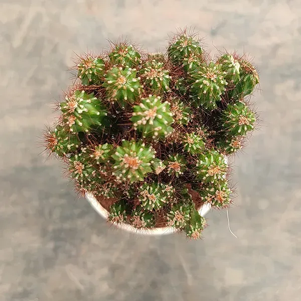 Cacti_Cereus_Repandus_Petra_Cactus_Small_Size