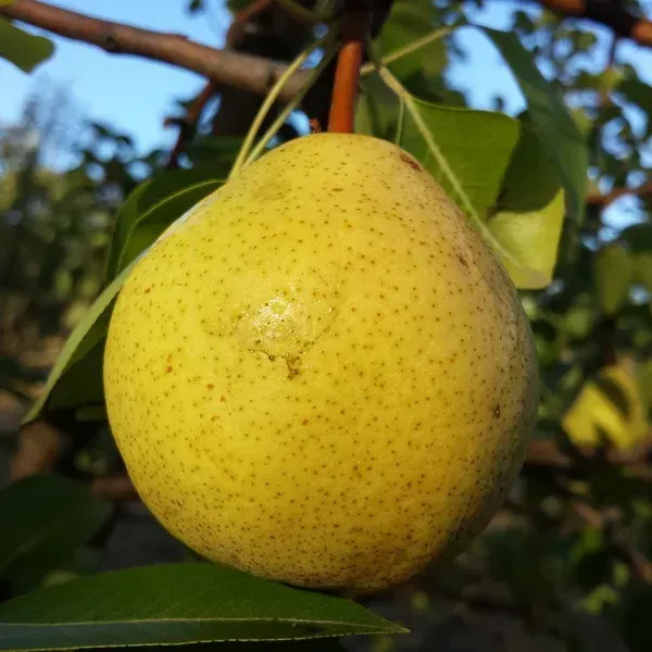 Asian_Ball_Nashpati_Pear_Fruit_Plant