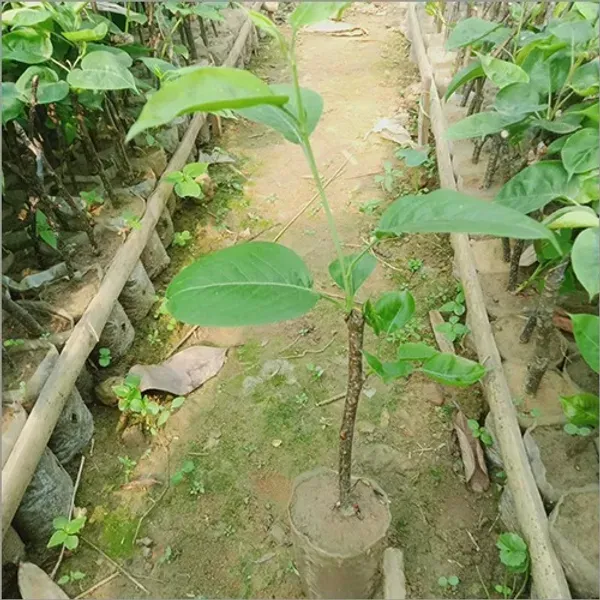 Asian_Ball_Nashpati_Pear_Fruit_Plant