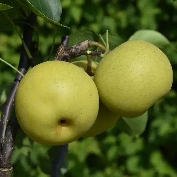 Asian_Ball_Nashpati_Pear_Fruit_Plant