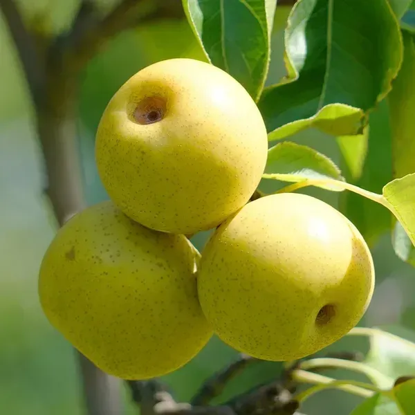 Asian_Ball_Nashpati_Pear_Fruit_Plant