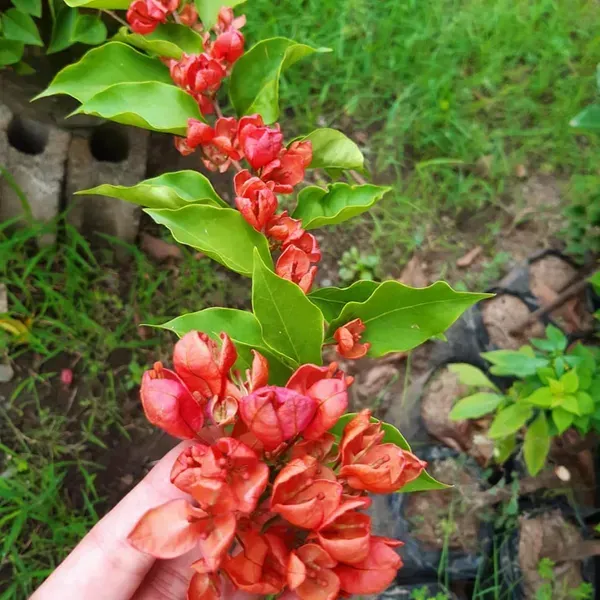 Red_Tanglong_Bougainvillea_Flower_Plant