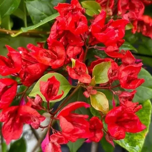 Red_Tanglong_Bougainvillea_Flower_Plant