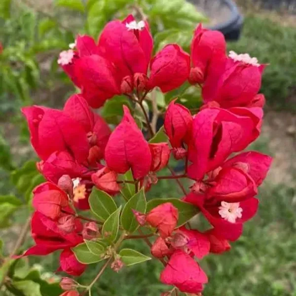 Red_Tanglong_Bougainvillea_Flower_Plant