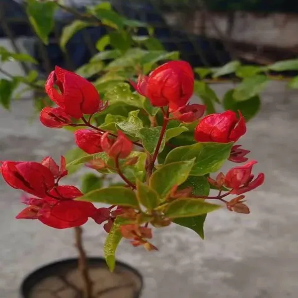 Red_Tanglong_Bougainvillea_Flower_Plant