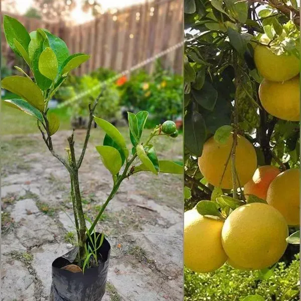 Pomelo_Lemon_Fruit_Plant_For_Home_Garden