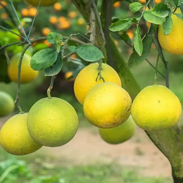 Pomelo_Lemon_Fruit_Plant_For_Home_Garden