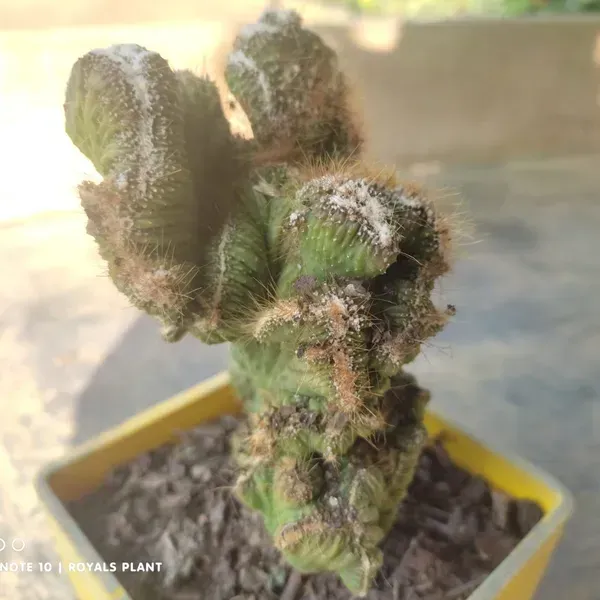 Cacti_Cereus_Repandus_Petra_Cactus_Medium_Size