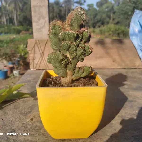 Cacti_Cereus_Repandus_Petra_Cactus_Medium_Size