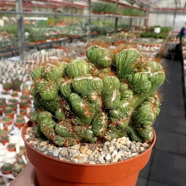 Cacti_Cereus_Repandus_Petra_Cactus_Medium_Size