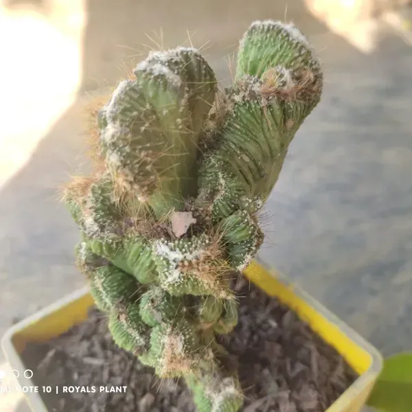 Cacti_Cereus_Repandus_Petra_Cactus_Medium_Size