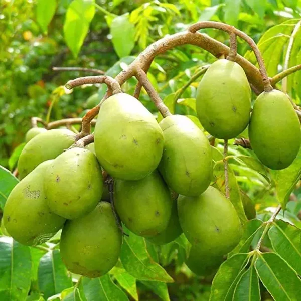 All_Time_Thai_Variety_Olive_Grafted_Fruit_Plant