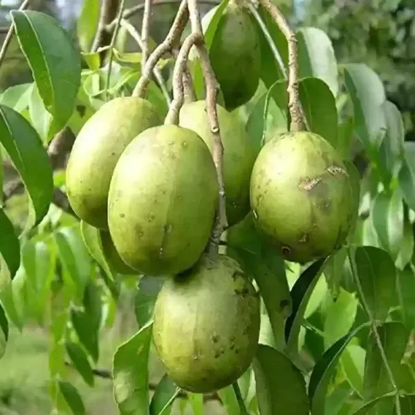 All_Time_Thai_Variety_Olive_Grafted_Fruit_Plant