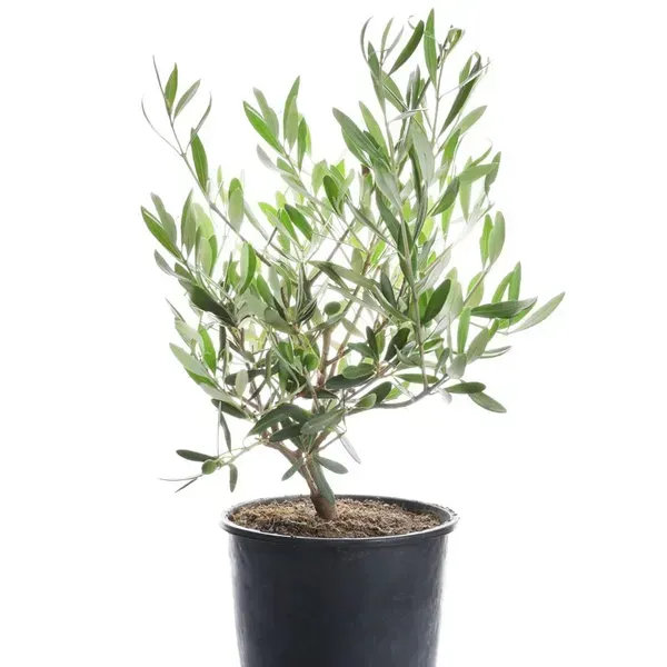 All_Time_Thai_Variety_Olive_Grafted_Fruit_Plant