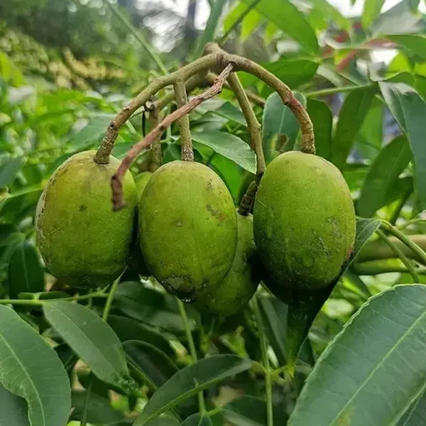 All_Time_Thai_Variety_Olive_Grafted_Fruit_Plant