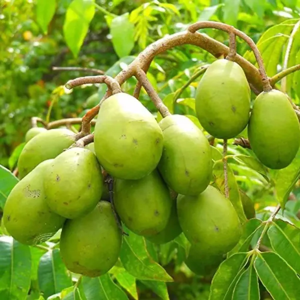 All_Time_Thai_Variety_Olive_Grafted_Fruit_Plant