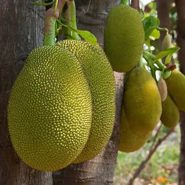 All_Time_Jackfruit_Grafted_Fruit_Plant