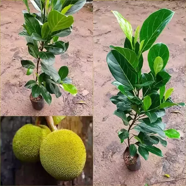 All_Time_Jackfruit_Grafted_Fruit_Plant