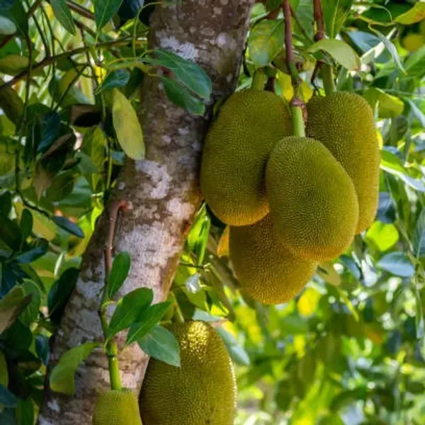 All_Time_Jackfruit_Grafted_Fruit_Plant