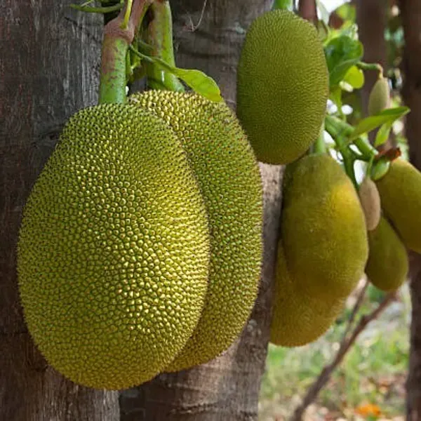 All_Time_Jackfruit_Grafted_Fruit_Plant