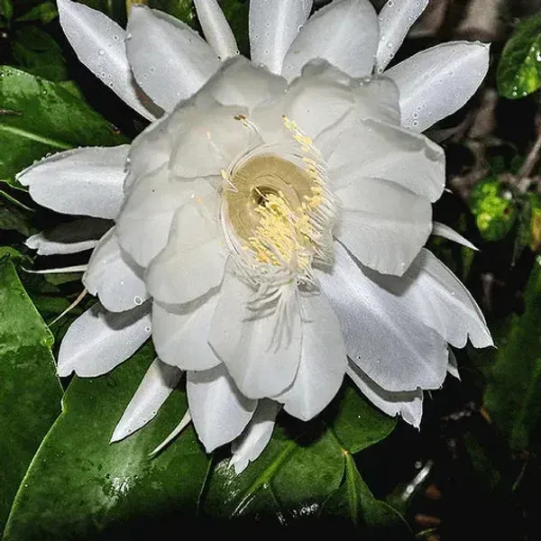 Brahma_Kamal_Flower_Plant_White