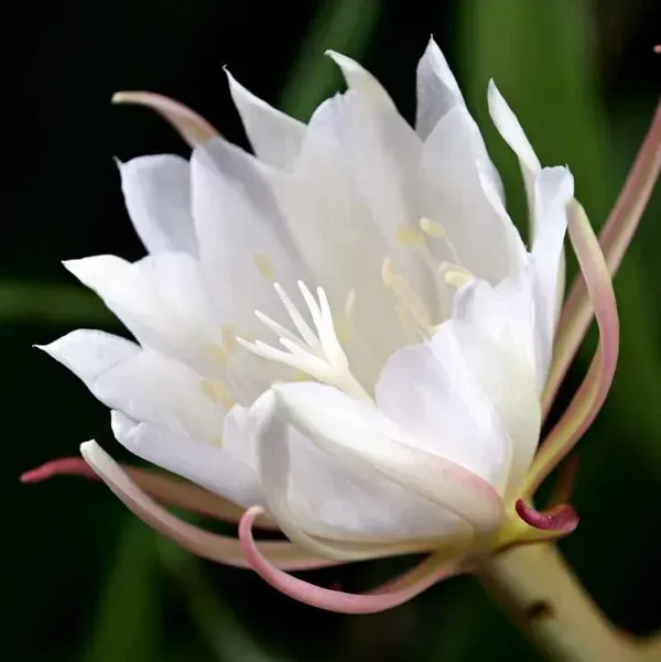 Brahma_Kamal_Flower_Plant_White