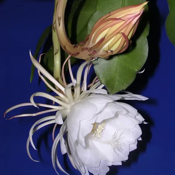Brahma_Kamal_Flower_Plant_White
