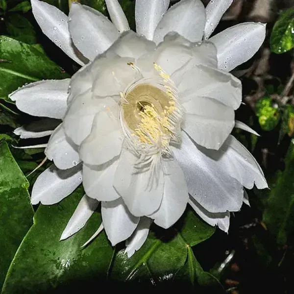 Brahma_Kamal_Flower_Plant_White