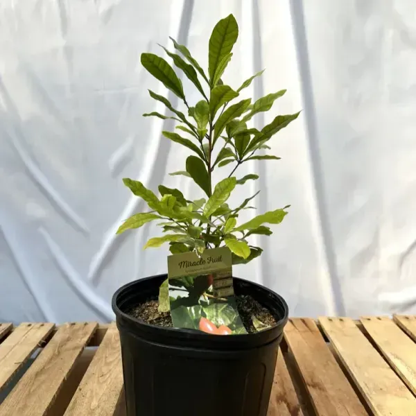 Miracle_Berry_Cherry_Grafted_Fruit_Plant