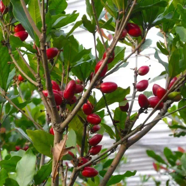 Miracle_Berry_Cherry_Grafted_Fruit_Plant