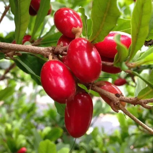 Miracle_Berry_Cherry_Grafted_Fruit_Plant