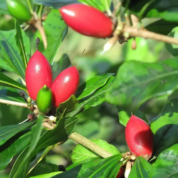 Miracle_Berry_Cherry_Grafted_Fruit_Plant