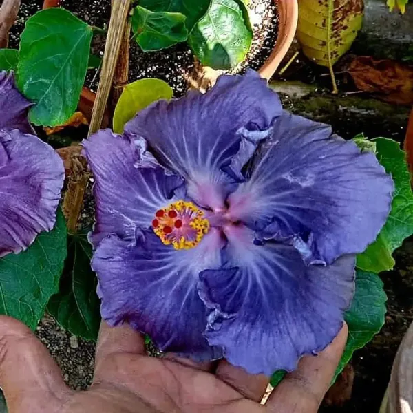 Australian_Variety_Grafted_Hibiscus_Flower_Plant