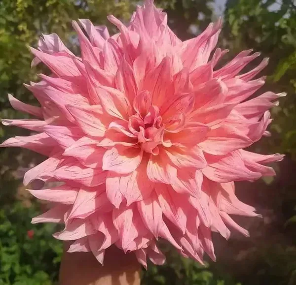 Dahlia_Flower_Plant_Pink_For_Home_Garden