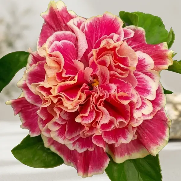 Double_Petal_Variety_Grafted_Hibiscus_Flower_Plant