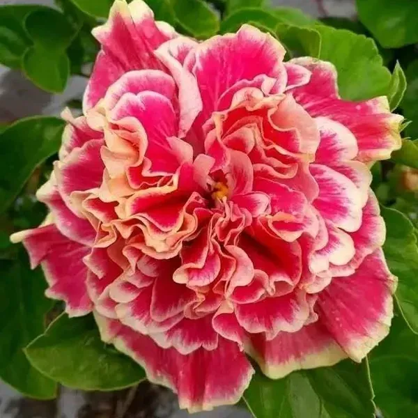 Double_Petal_Variety_Grafted_Hibiscus_Flower_Plant