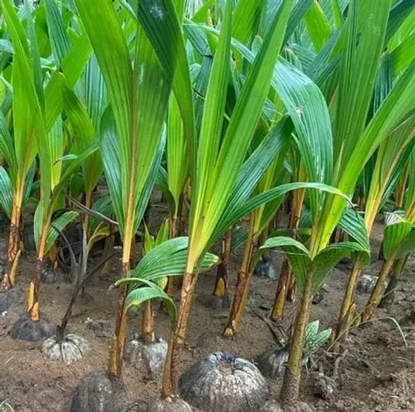 Indian_Coconut_Fruit_Plant_For_Home_Garden