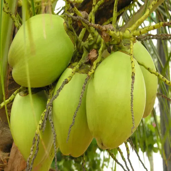Indian_Coconut_Fruit_Plant_For_Home_Garden
