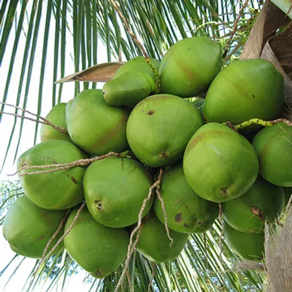 Indian_Coconut_Fruit_Plant_For_Home_Garden