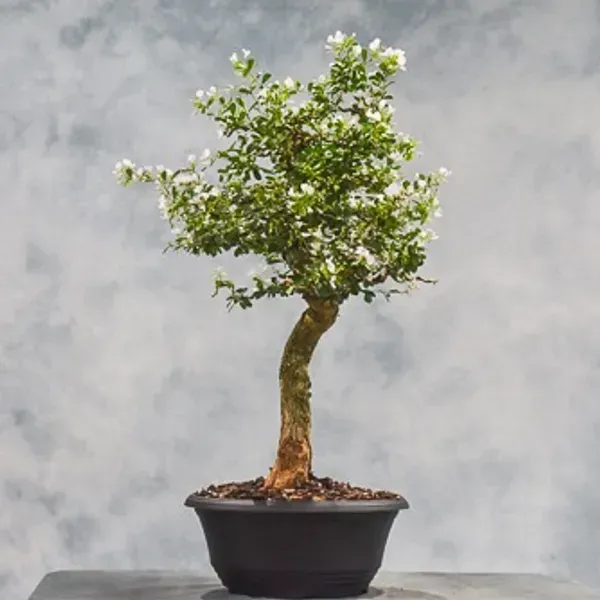 White_Blue_Bell_Bonsai_Plant_For_Home_Garden